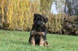 BERGER ALLEMAND 200